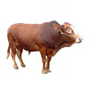 Animal Husbandry Animal Husbandry